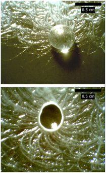 Figure from this PLOS ONE article (#2 on the headline list!). Researcher's caption: "Variation in B. mycoides colony morphology due to the presence of 5 mm glass beads during incubation on PCA: with bead still in place (top); with bead removed (below)." doi:10.1371/journal.pone.0081549.g005